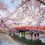 cerisier japonais pont rouge