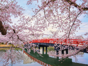 cerisier japonais pont rouge